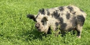 mini pig standing in high grass